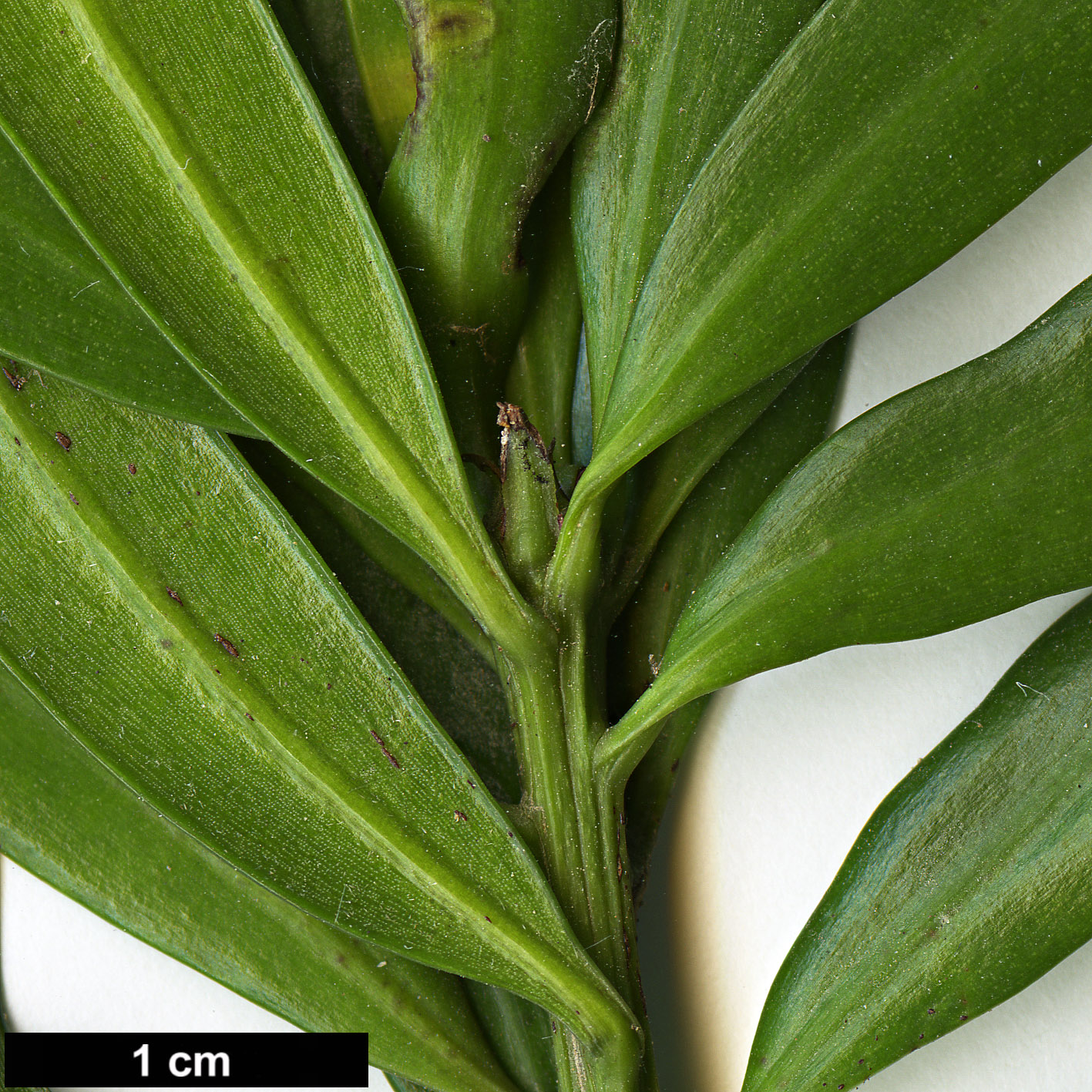 High resolution image: Family: Podocarpaceae - Genus: Podocarpus - Taxon: latifolius